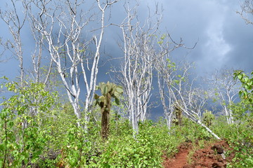 PAISAJE, GALÁPAGOS