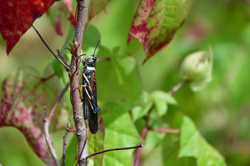 SALTAMONTES, GALÁPAGOS