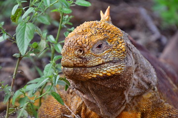 IGUANA TERRESTRE, GALÁPAGOS