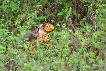 IGUANA TERRESTRE, GALÁPAGOS