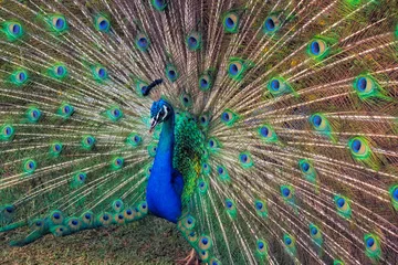 Fotobehang Peacock 1 © ROBERT