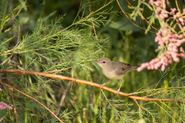 Stunning bird photo. Upcher's warbler / Hippolais languida