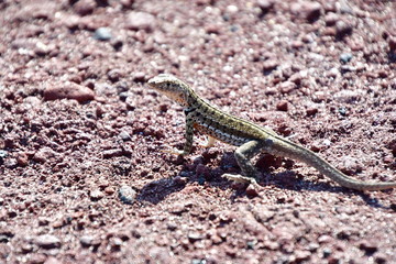 LAGARTIJA, GALÁPAGOS