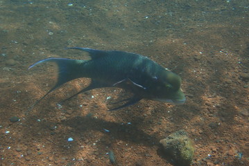 Fototapeta premium PEZ, GALÁPAGOS