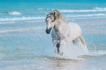 Weisses Pferd im Meer