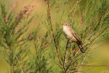 Stunning bird photo. Upcher's warbler / Hippolais languida