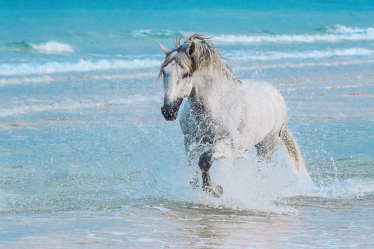 Weisses Pferd im Meer