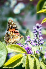 summer butterfly sitting on a purple flower