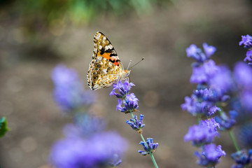 summer butterfly sitting on a purple flower