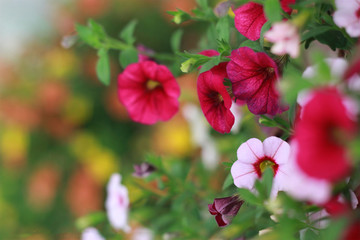 Obraz premium Nature