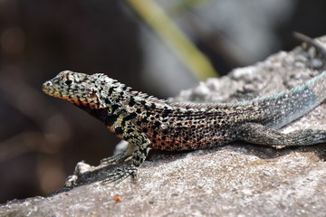 LAGARTIJA, GALÁPAGOS
