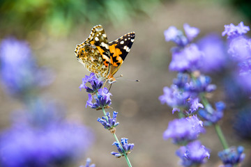 summer butterfly sitting on a purple flower