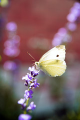 summer butterfly sitting on a purple flower