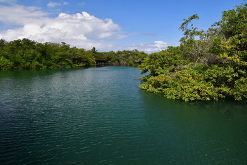 MANGLAR, GALÁPAGOS