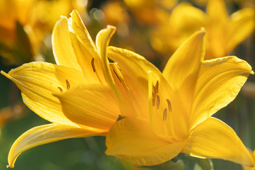 Macro photo of beautiful yellow lily hemerocallis blossoms in warm evening sunset light of summer garden.