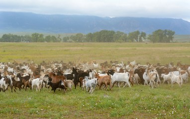 Fototapeta na wymiar Goat herd moving across pasture in meadow east of Rocky Mountains on cloudy overcast day