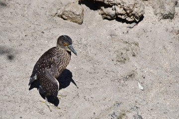PÁJARO, GALÁPAGOS