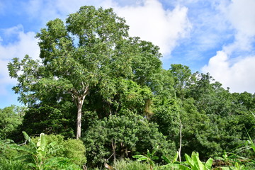 PAISAJE ISLA SANTA CRUZ, GALÁPAGOS