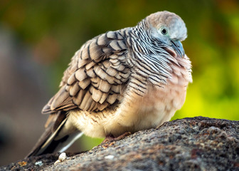 Zebra Dove 1
