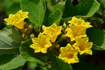 FLOR, GALÁPAGOS