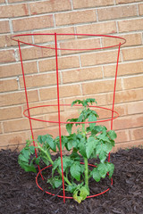 Tomato Plant in the Garden