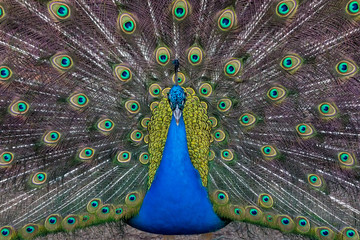 Obraz premium Pavo real de parque con plumas abiertas.