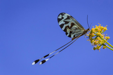 Nemóptera bipennis sobre una flor. 