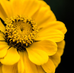 close up of yellow flower