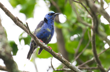 Close up of a young Red-legged Honeycreeper (Cyanerpes cyaneus) male