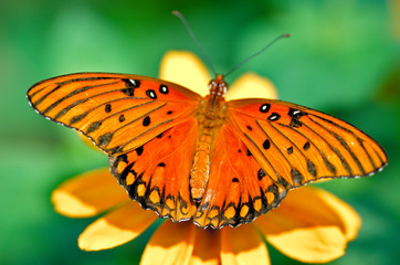 butterfly on flower