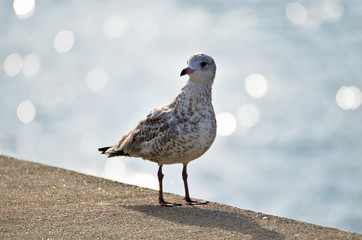 seagull on the beach