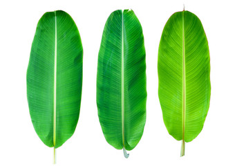 Banana green leaf isolated on white background