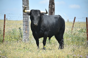 toro en españa en el campo