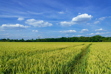 Outdoor sunny landscape view of fresh  green and yellow growing wheat field with the trace of tractor or vehicle wheel mark, in countryside area against deep blue sky.