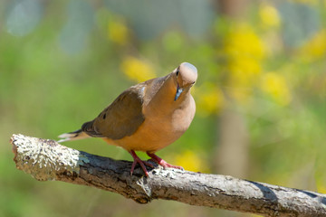 North American mourning dove with yellow flower background