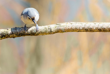 Curious cute bird looking into open colorful space
