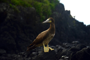 Brown booby bird (atobá) on beach rocks in Fernando de Noronha, Brazil