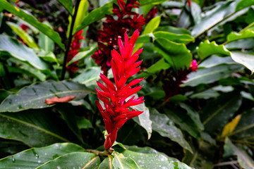 red flower in garden