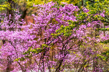 Kyoto, Japan purple azalea or cherry blossom flowers tree sakura at Ninna-ji temple garden closeup