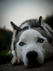 portrait of siberian husky dog, Blue eyes, cute face, cute look