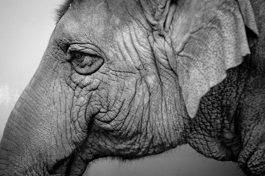 Elephant Wrinkles