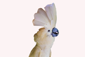 white -crested cockatoo isolated
