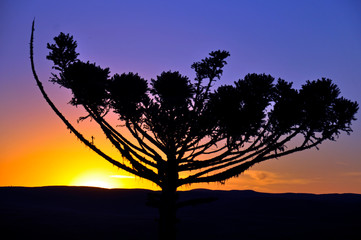 Naklejka na ściany i meble Silhouette of araucaria pine tree at sunset in São Francisco de Paula, Rio Grande do Sul, Brazil