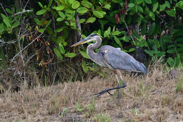 GARZA, GALÁPAGOS