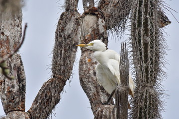 GARZA, GALÁPAGOS