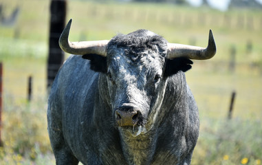 toro en españa en el campo