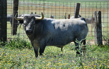 toro en españa en el campo