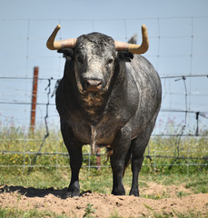 spanish bull