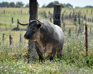 toro bravo español