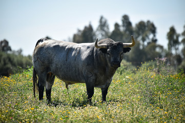 toro en el campo en españa